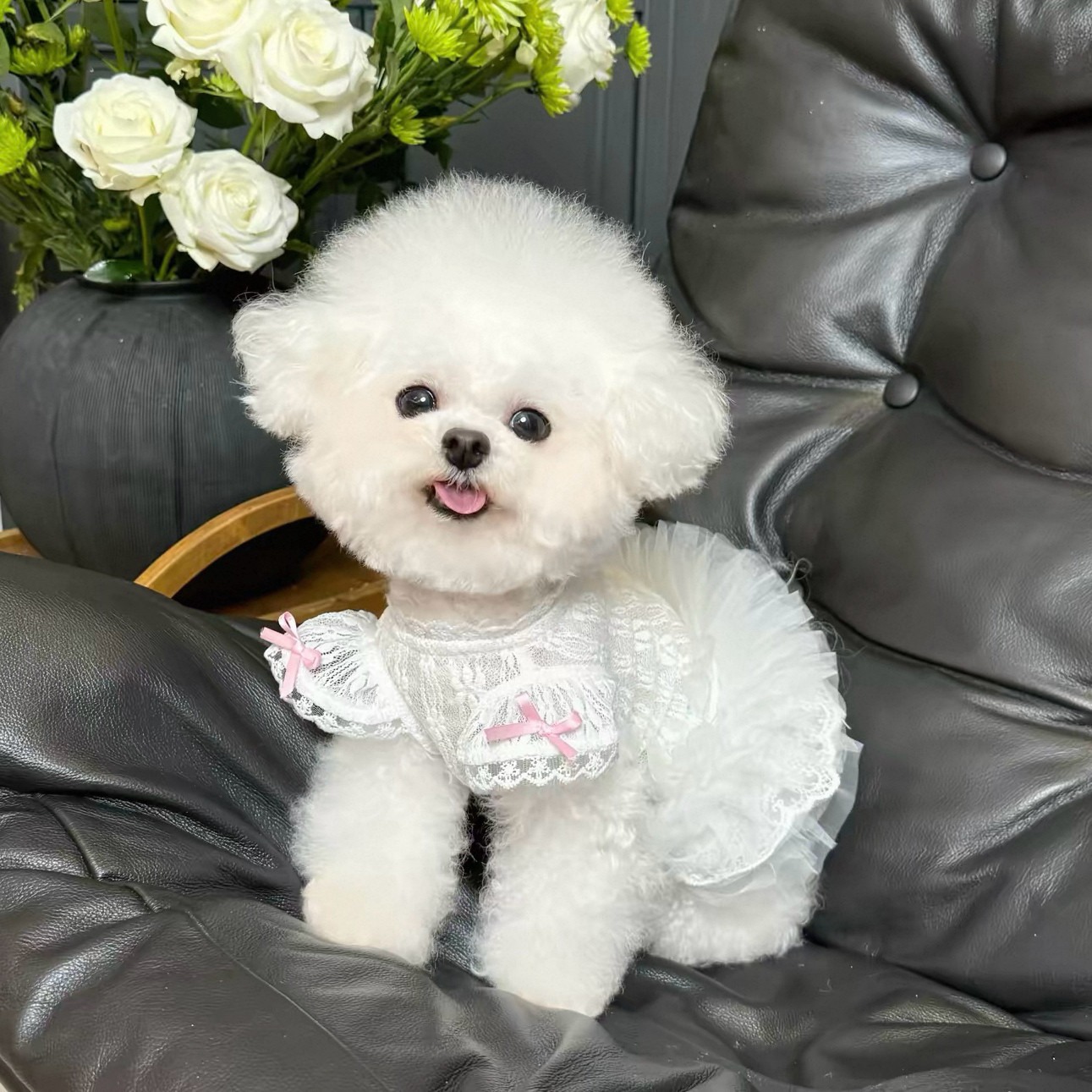 Lace Teddy Lingerie - 2026 Princess Style Pet Dress Cat