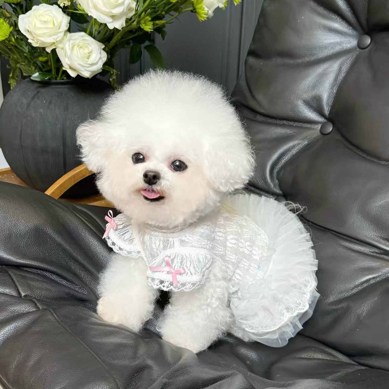 2026 Princess Style Pet Dress  - Lace Teddy Lingerie ulasan dan harga